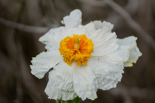 iNaturalist observation photo of Coulter's matilija poppy