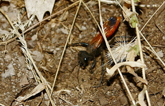 Palmodes praestans