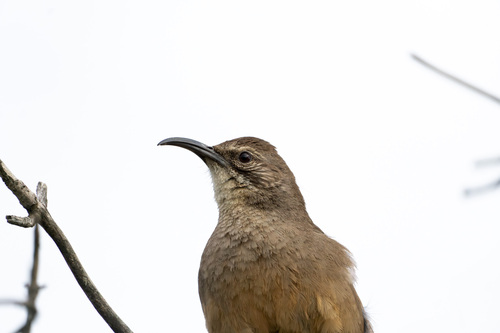 iNaturalist observation photo of California Thrasher