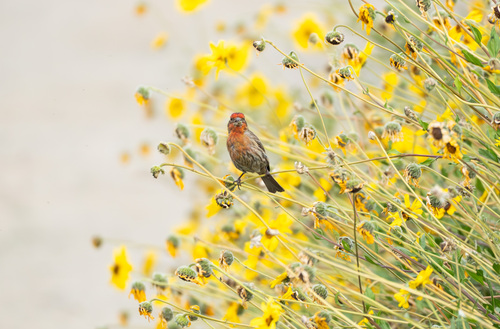 iNaturalist observation photo of House Finch
