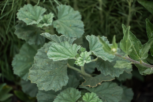 iNaturalist observation photo of alkali mallow