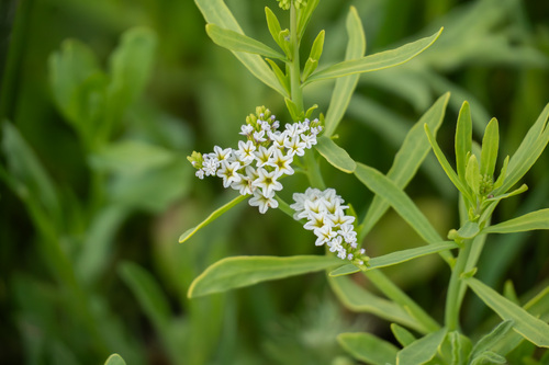 iNaturalist observation photo of alkali heliotrope