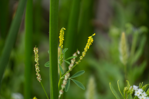 iNaturalist observation photo of small melilot