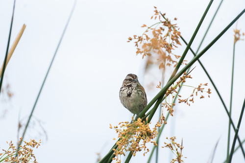 iNaturalist observation photo of Song Sparrow