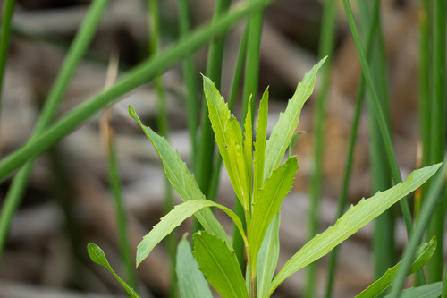 iNaturalist observation photo of mule fat