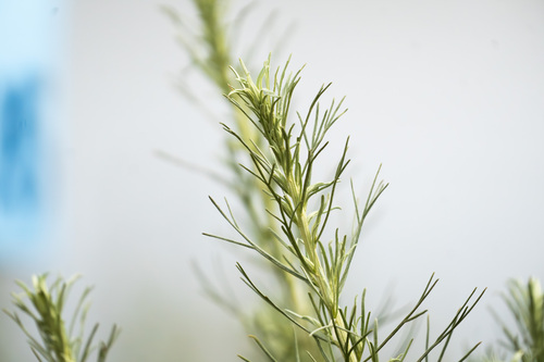 iNaturalist observation photo of California sagebrush