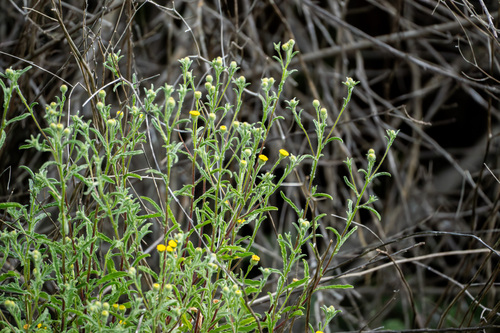 iNaturalist observation photo of Spanish False Fleabane