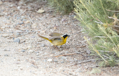 iNaturalist observation photo of Common Yellowthroat