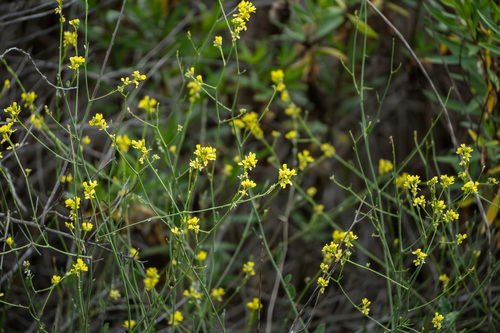 iNaturalist observation photo of Black Mustard