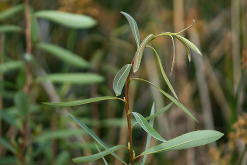 iNaturalist observation photo of Arroyo Willow