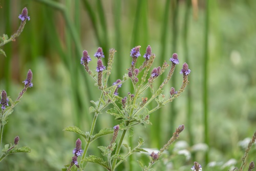 iNaturalist observation photo of western vervain