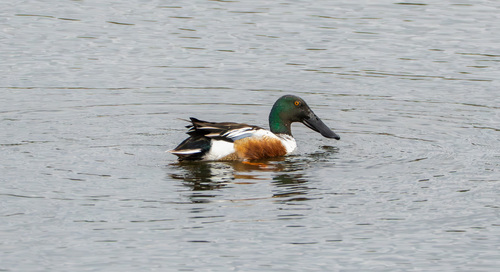 iNaturalist observation photo of Northern Shoveler