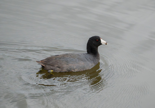 iNaturalist observation photo of American Coot