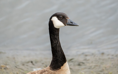 iNaturalist observation photo of Canada Goose
