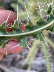 Cirsium eatonii clokeyi