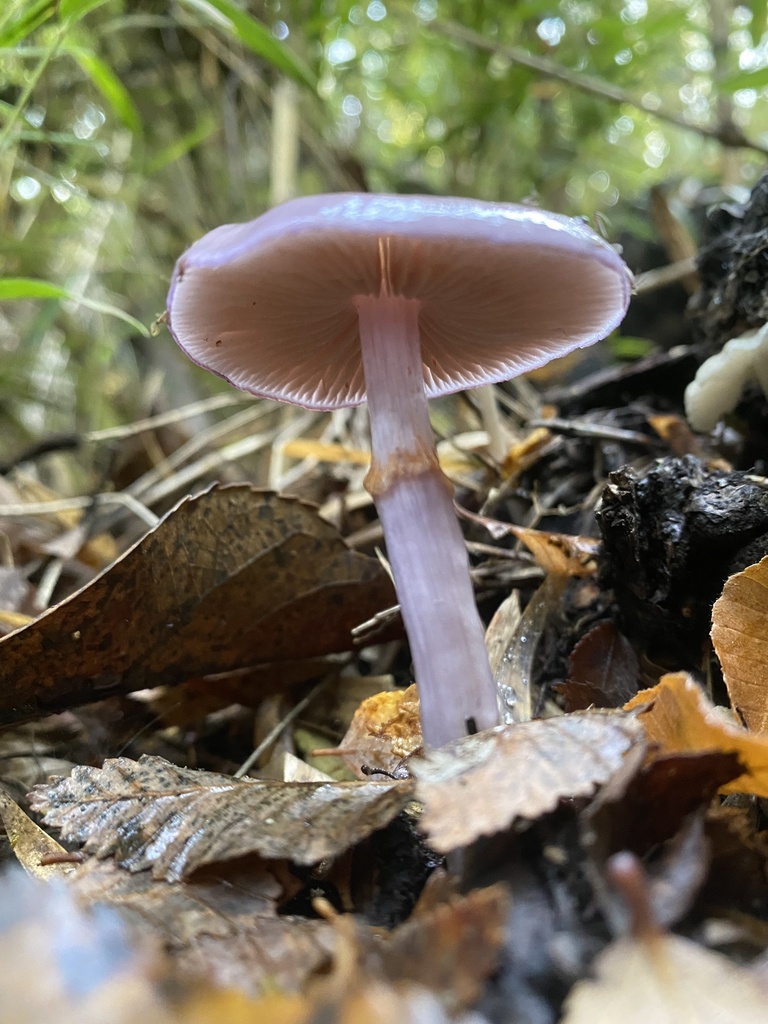 Thaxterogaster magellanicus · April 2025 · photo: © tutitah (iNaturalist, cc0)
