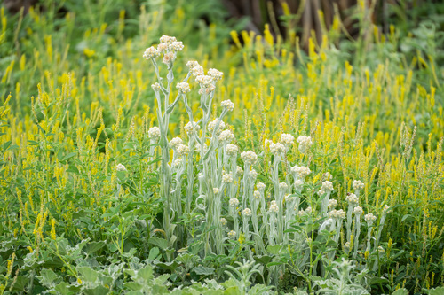 iNaturalist observation photo of cottonbatting plant