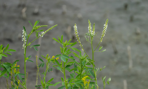 iNaturalist observation photo of White Sweetclover