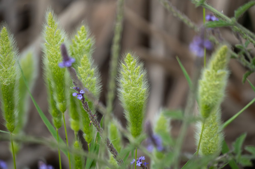 iNaturalist observation photo of rabbitfoot grass