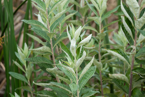 iNaturalist observation photo of California mugwort