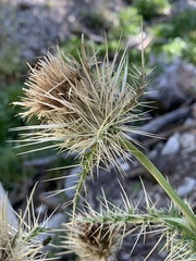 Cirsium eatonii clokeyi