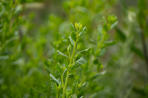 iNaturalist observation photo of coyote brush