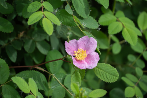 iNaturalist observation photo of California Wild Rose