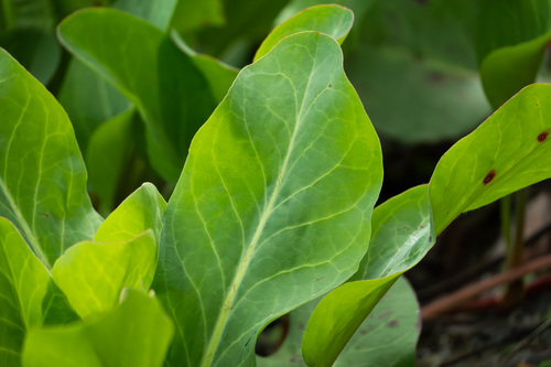 iNaturalist observation photo of Yerba Mansa