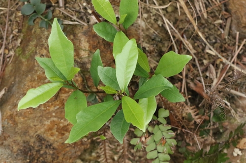 White Fig Tree (Ficus vasculosa)