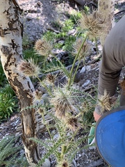 Cirsium eatonii clokeyi