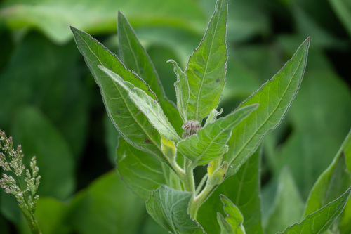 iNaturalist observation photo of marsh fleabane