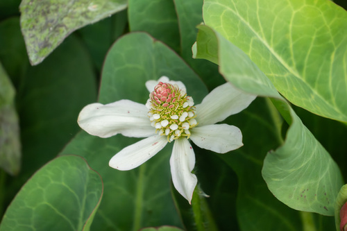 iNaturalist observation photo of Yerba Mansa