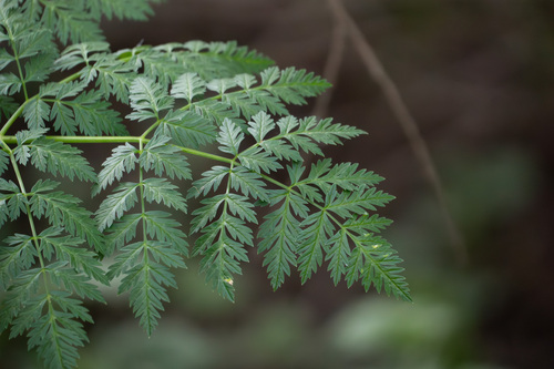 iNaturalist observation photo of poison hemlock