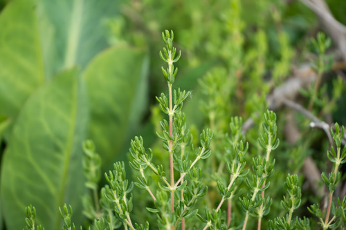 iNaturalist observation photo of Alkali Heath