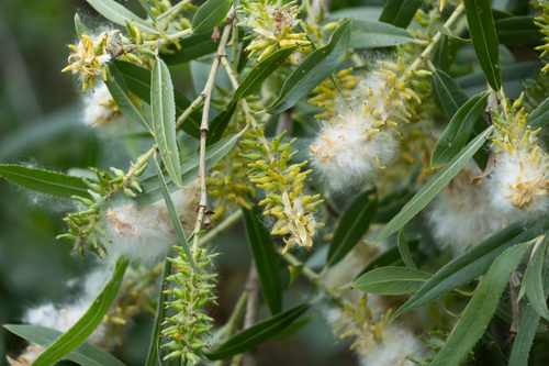 iNaturalist observation photo of Goodding's willow