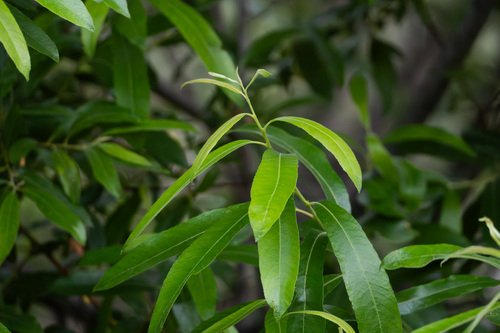 iNaturalist observation photo of Arroyo Willow