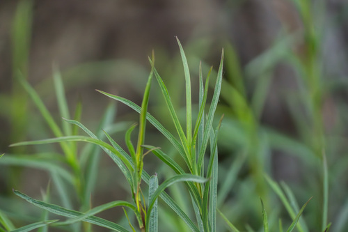 iNaturalist observation photo of mule fat