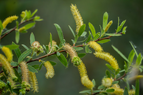 iNaturalist observation photo of Arroyo Willow
