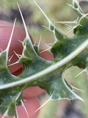 Cirsium eatonii clokeyi