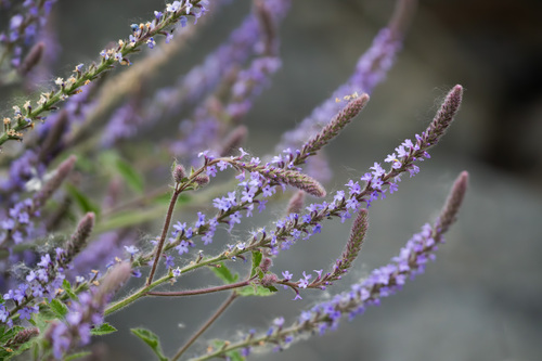 iNaturalist observation photo of western vervain