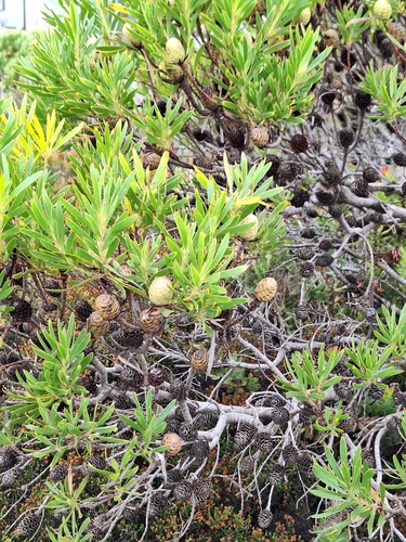 Image of Leucadendron coniferum by (c) Adele SL, some rights reserved (CC BY)
