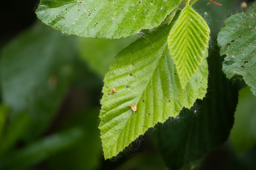 iNaturalist observation photo of white alder