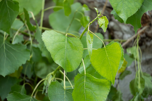 iNaturalist observation photo of Frémont Cottonwood