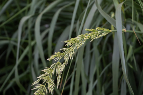 iNaturalist observation photo of giant wild rye