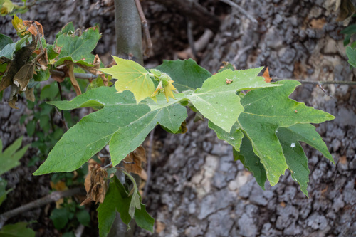 iNaturalist observation photo of western sycamore