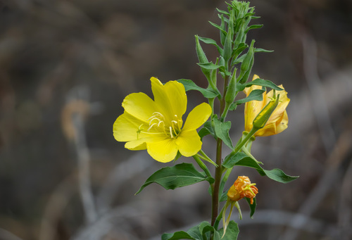 iNaturalist observation photo of tall evening primrose