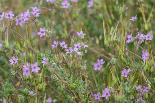 iNaturalist observation photo of Redstem Stork's-bill