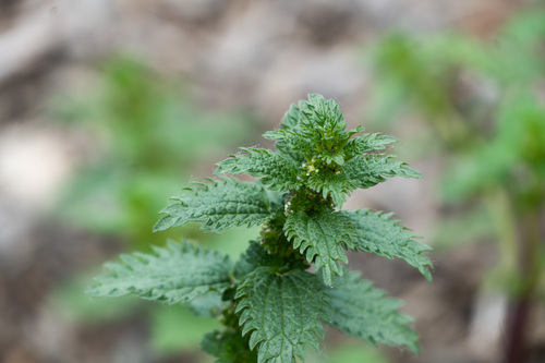 iNaturalist observation photo of Dwarf Nettle