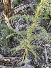 Cirsium eatonii clokeyi