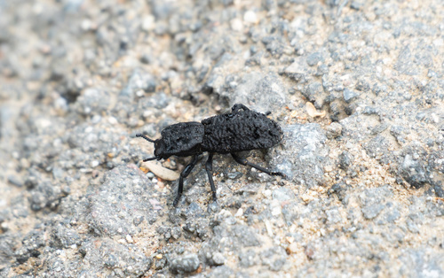 iNaturalist observation photo of Diabolical Ironclad Beetle